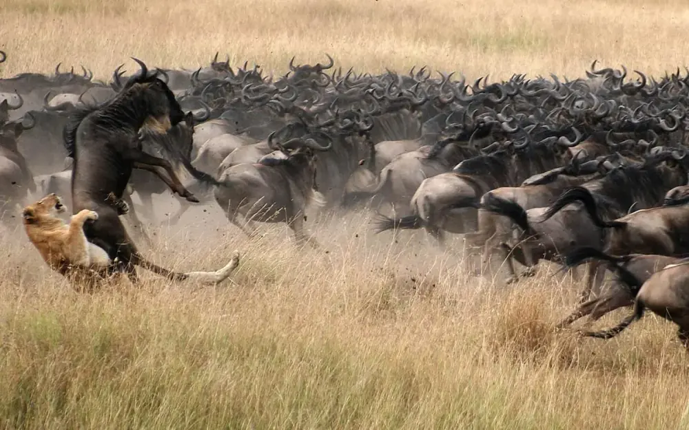 Serengeti